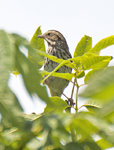 Savannah Sparrow 7987